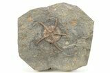 Ordovician Brittle Star (Ophiura) - Morocco #271434-1